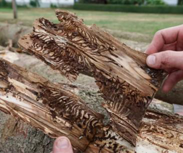 Erhöhte Exporte dieses Holztyps nach China erwartet
