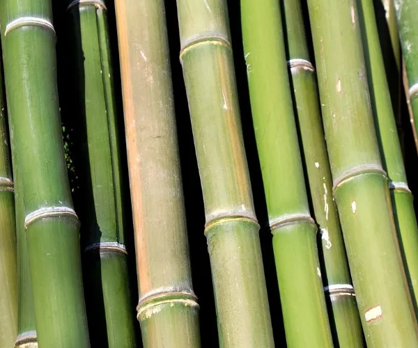 Faser eigenschaften und Leistungs vorteile von Bambus Zellstoff