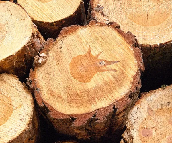 Faser eigenschaften und Papier leistung